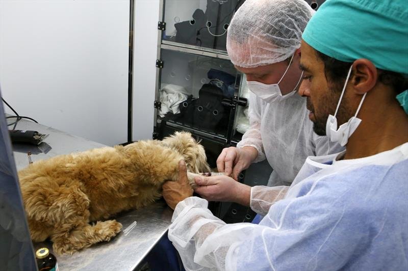 Trabalho de castração de cães e gatos recomeça neste mês