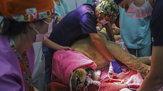 Leoa de 186 quilos deixa o Zoológico de Curitiba para fazer bateria de exames no Hospital Veterinário da UFPR