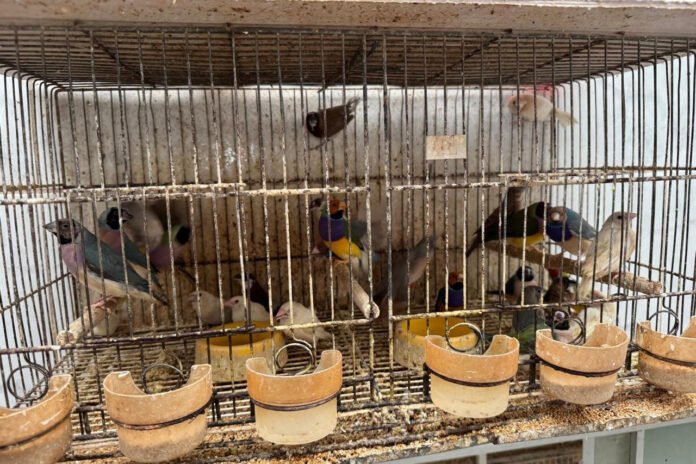 Abril Laranja: maus-tratos de animais não se limitam à agressão física, alerta PCPR