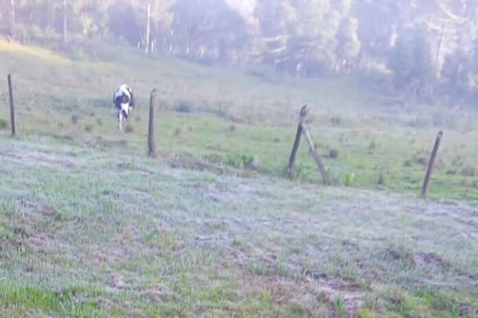 O frio e a geada chegaram: Curitiba e 37 cidades têm a menor temperatura do ano