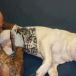 governo-sanciona-lei-que-proibe-tatuagens e-piercings em-caes e-gatos