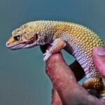 gecko_001.jpg