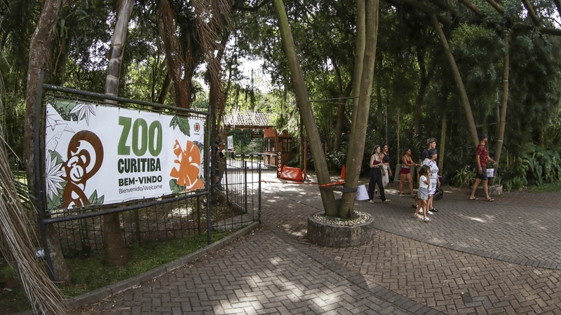 Férias no Zoo de Curitiba reúne cinema, pintura facial e conscientização ambiental sobre os chimpanzés