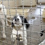 projeto-aprovado-na-camara-proibe-uso-de-animais-em-testes-cosmeticos