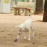 estatuto-dos-caes-e-gatos-preve-penas-para-quem-maltratar-animais